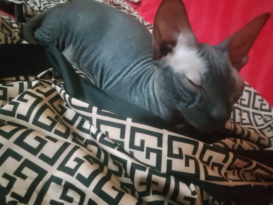 Продаю за 20000 ДОНСКОЙ СФИНКС