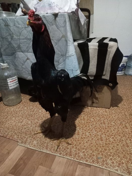 Продам  петуха бойцовый