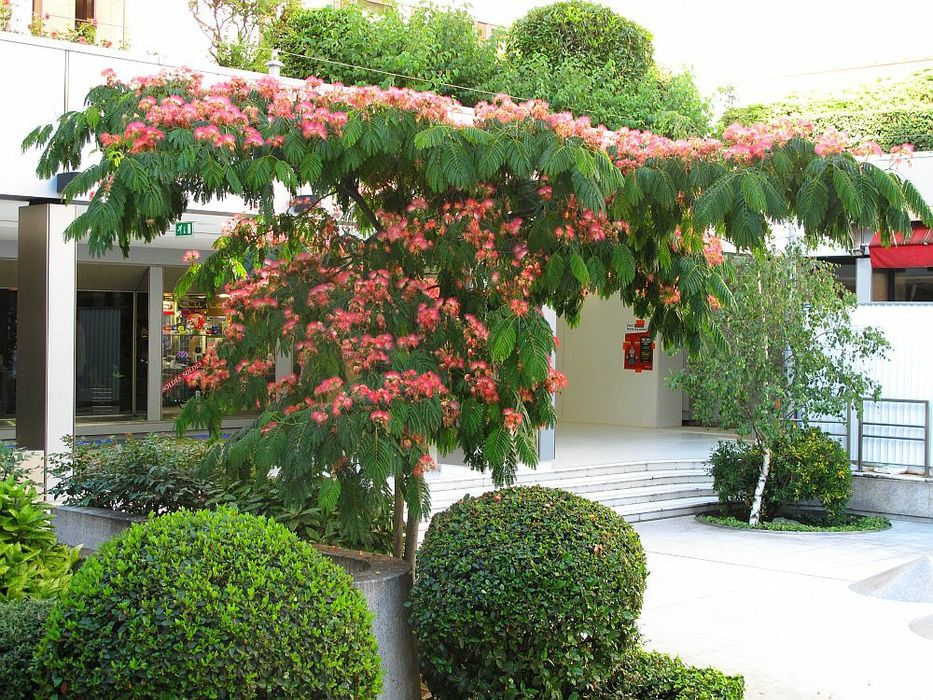 Pomi oranamentali arborele de matase( albitia)