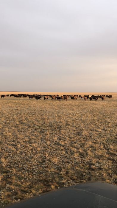 250 бас саулықтар сатылады