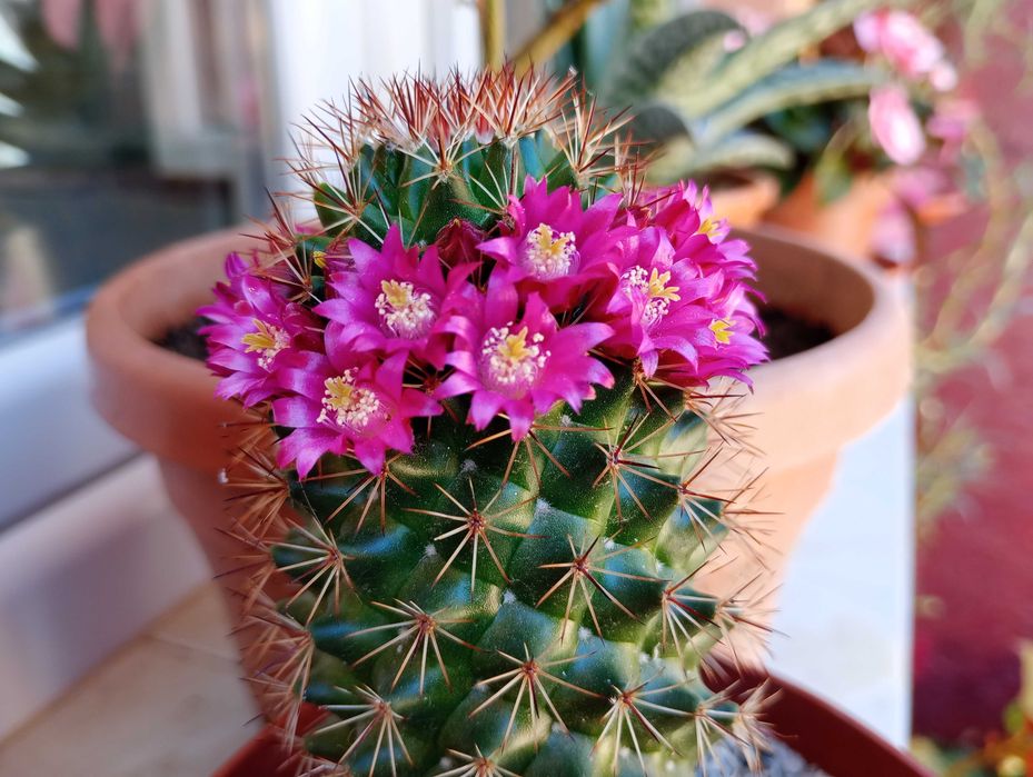 Cactus Mammillaria albispina,cu spini albi si flori roz,mare, 29 cm,