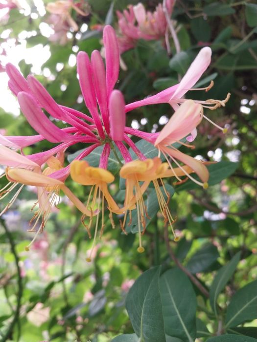 Продам садовые цветы