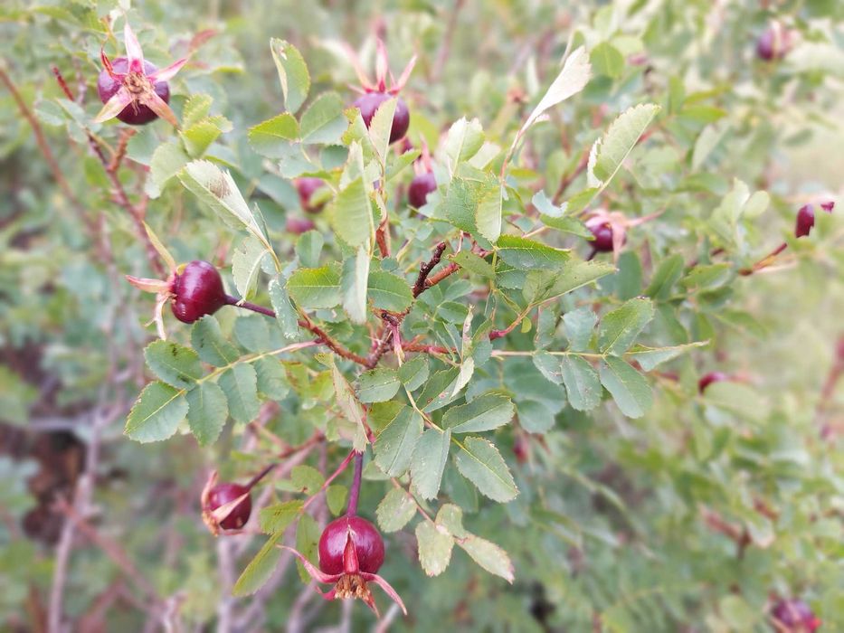 Домики на Сибинах