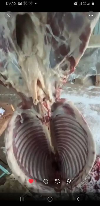 Конина мясо свежее