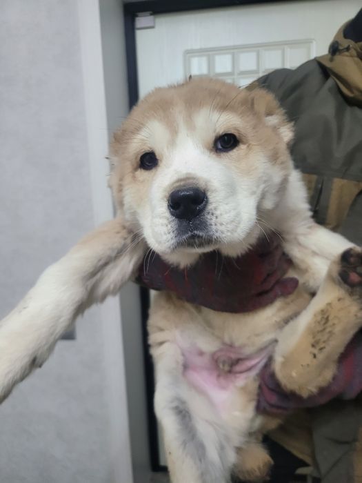 Продам щенка алабая средне-азиатской овчарки Мальчик 1,5 алабай