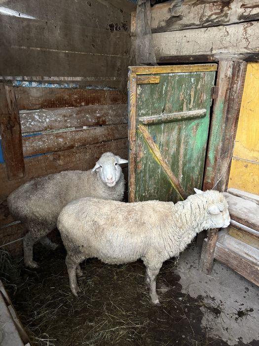 Семіз қой сатылады! Срочно!