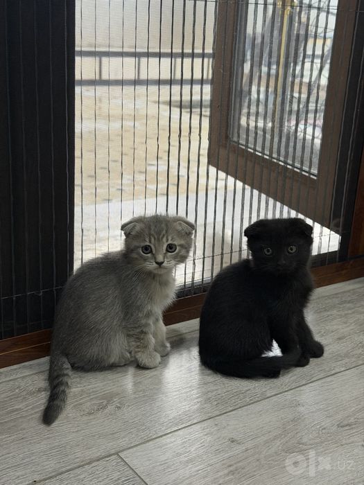 Продается котёнок скотиш