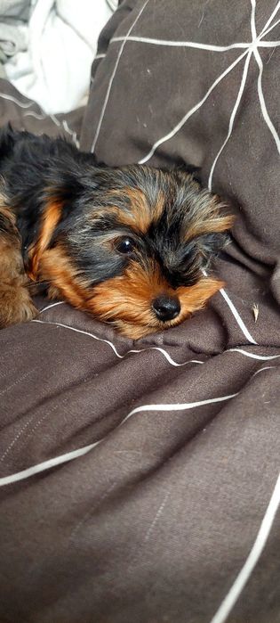 Yorkshire Terrier Gold
