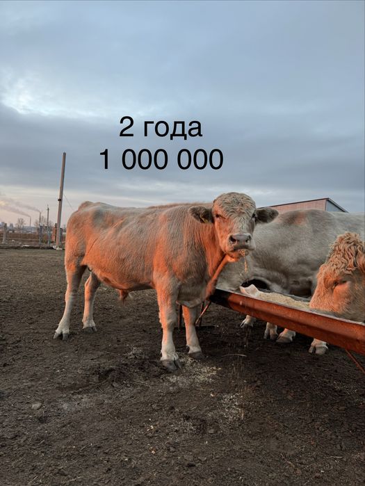 Бычки поместь аулейколь