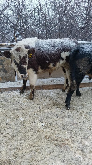 Продам  бычков, находится в Костанае