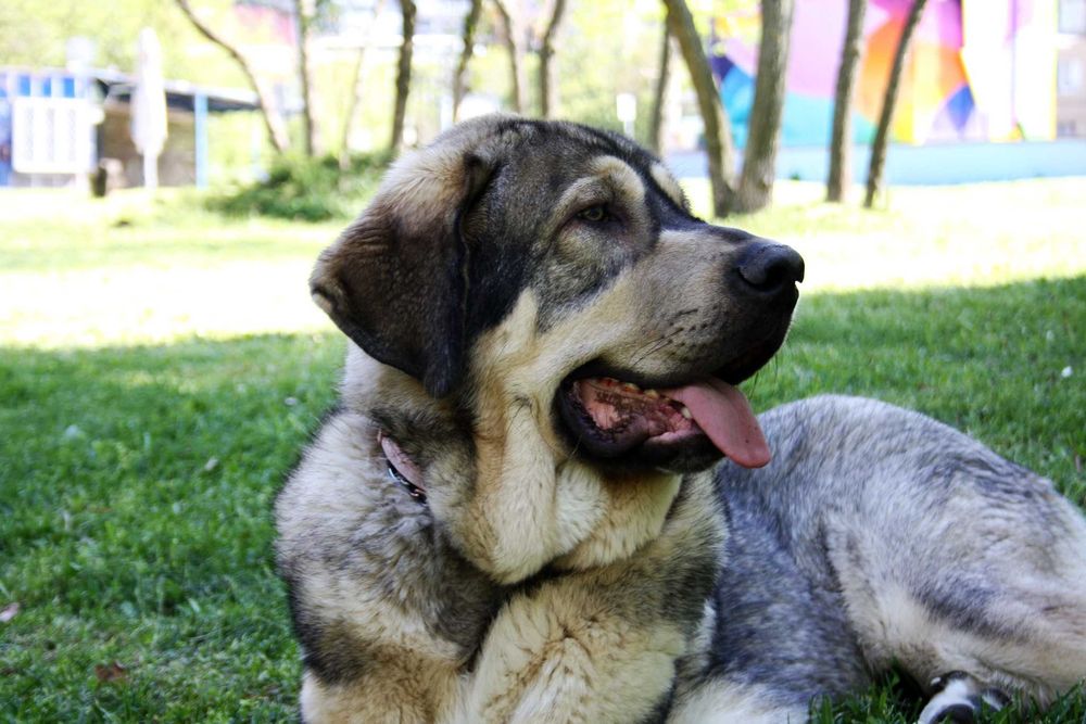 Испански Мастиф с родословие