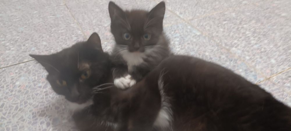 котенок  2 месяца мальчик