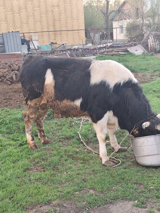 Продам быка через веса.