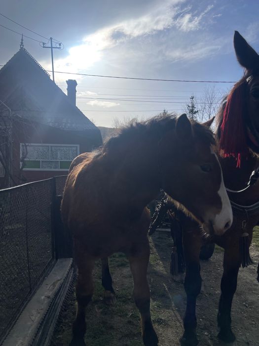 Manzucă de 6 juni de vânzare detalii la numărul de telefon