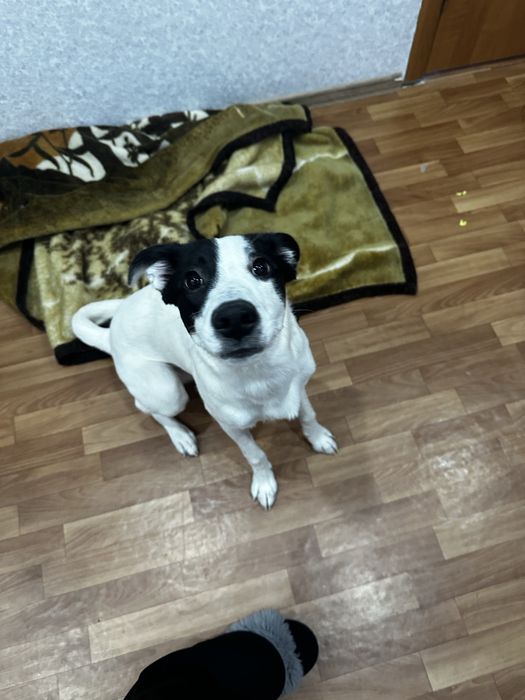 Отдам в ДОБРЫЕ руки