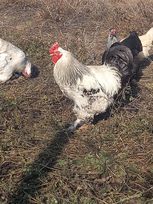 Продаю петуха порода брам