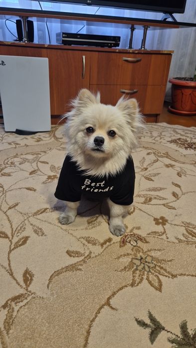 Продам собаку шпиц,не маленький,не худенький,кострированный