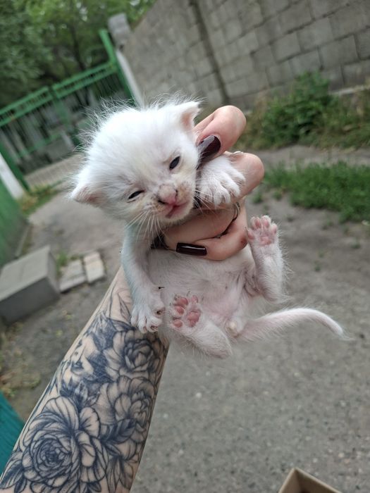 Отдам котят в хорошие руки