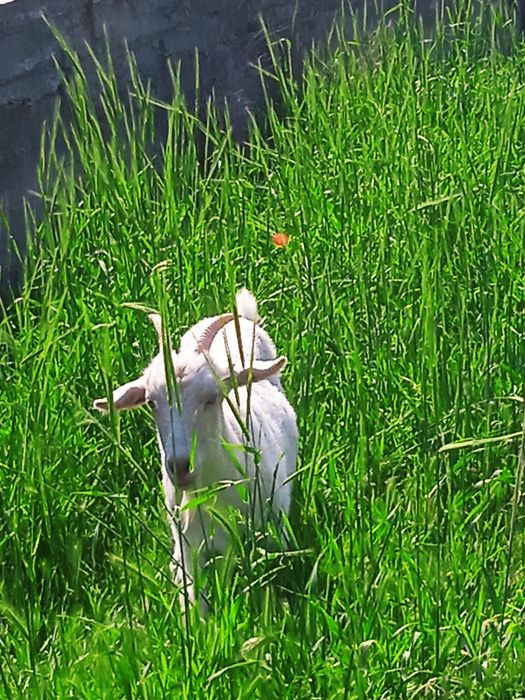 Zanin echkilar sotiladi ona bola emas  manzil Toshkentda Xasanboyda