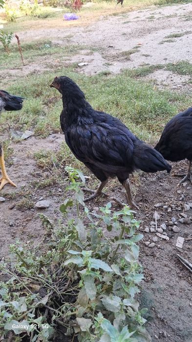 Чёрный принёс 10шт в месте.