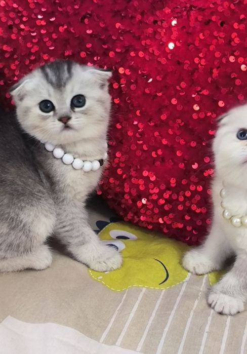 Продаю котят шотландский