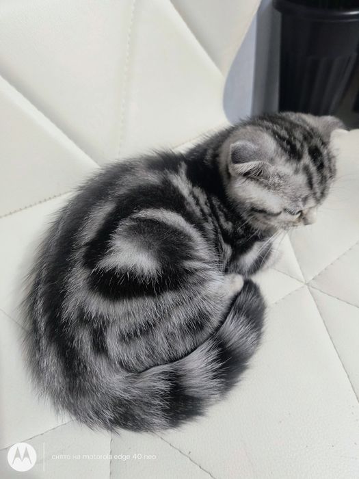 Продам котят скотишь фолд