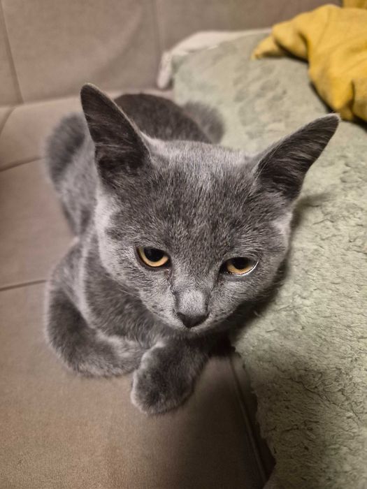 Котёнок, девочка