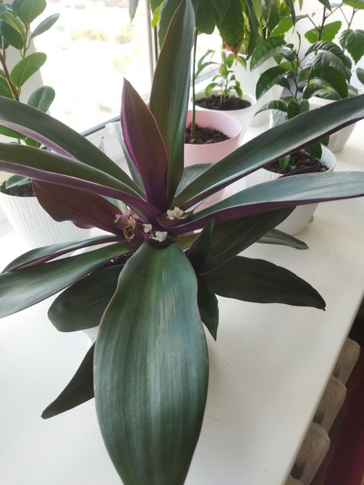 Продам комнатные и офисные  цветы