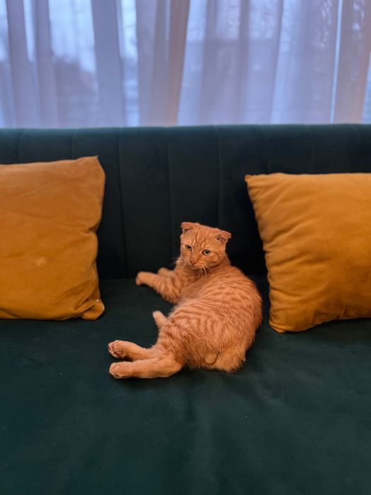 вислоухии рыжий котенок