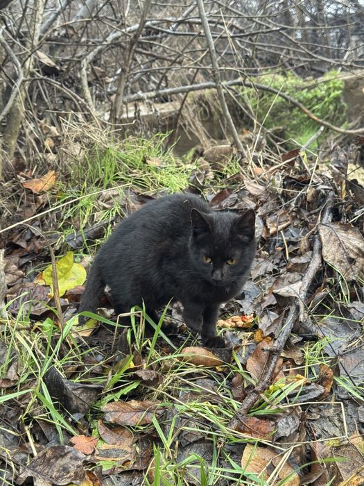 Pisicute Mici spre Adopte Urgent!!