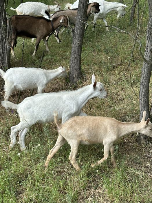 Disponibili tapi saanen si metis alpin
