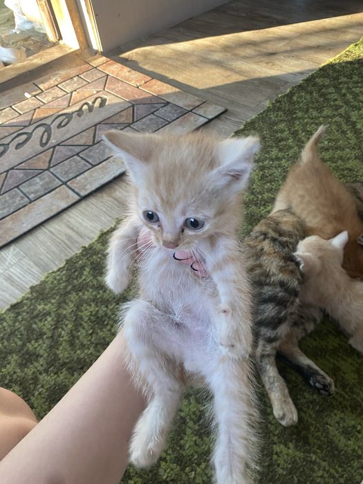 Отдам котят в добрые руки