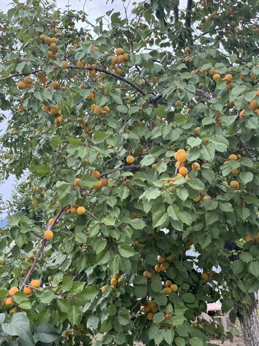 Абрикос натуральный шарбақтыкі