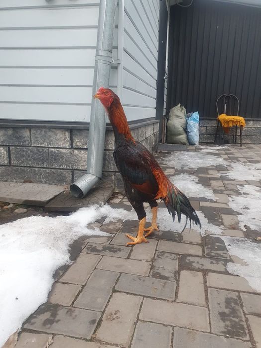 Петух бойцовый дакан