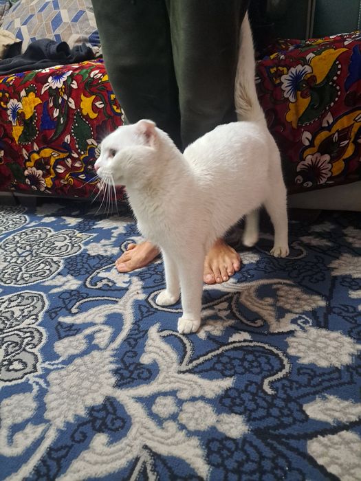 Кот ищет невесту