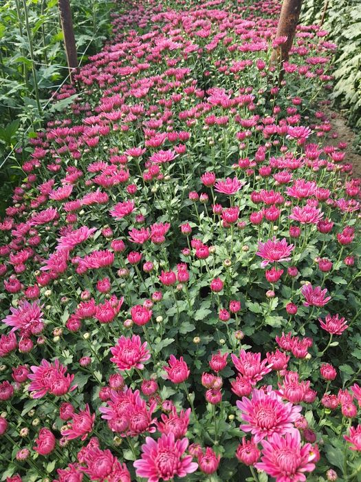 Butasi Crizanteme Multiflora