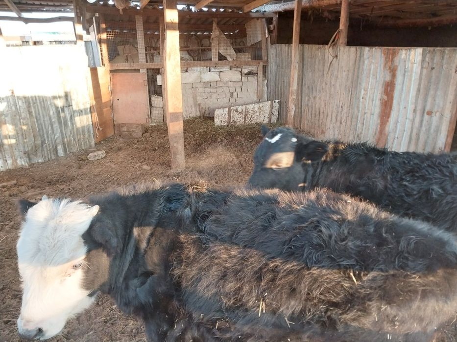 Баспақ еркек мал екеу жақсы