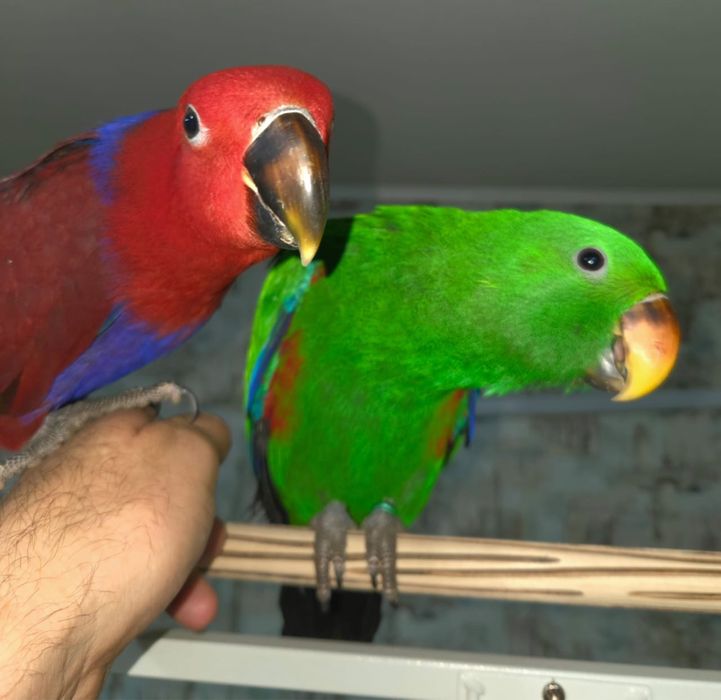 Продам крупного попугая Эклектус