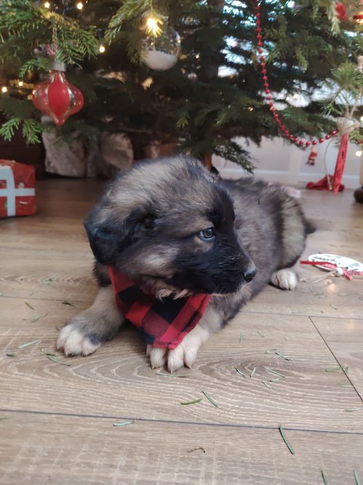 Donam cățeluși  draguti