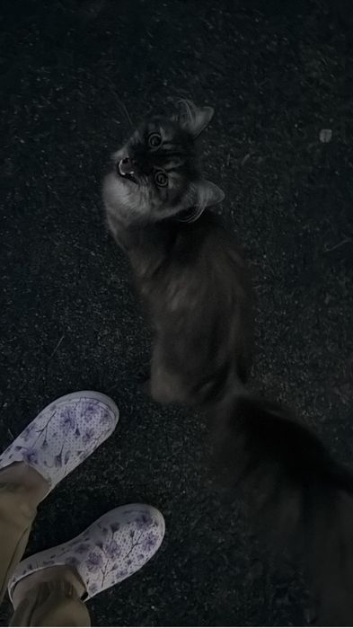 Кошечка ищет дом