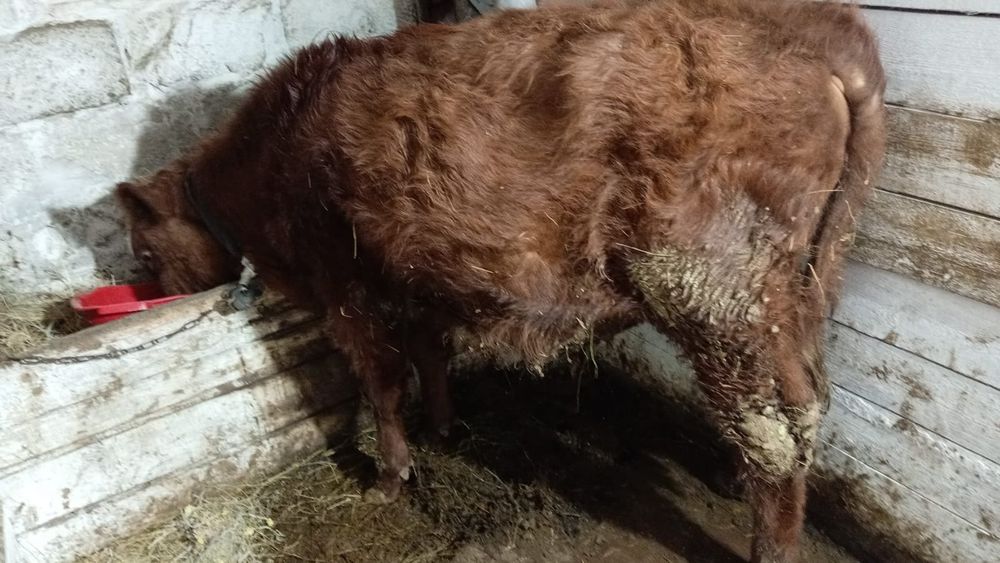 Продам бычков, подсос