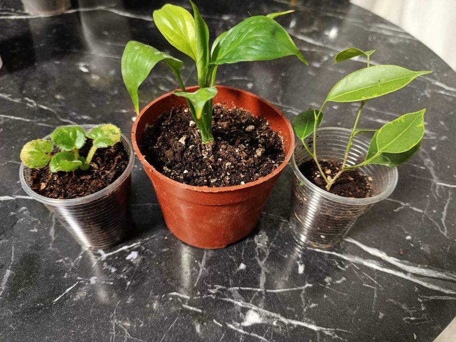 По 1000 тг две-три штуки в наборе! Сортовые растения!