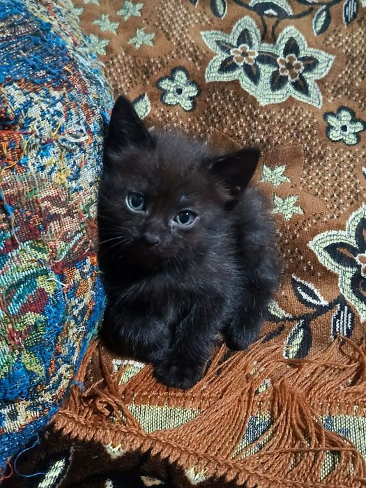 Отдам котят в добрые руки!