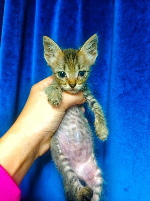 Котята ищут добрые руки