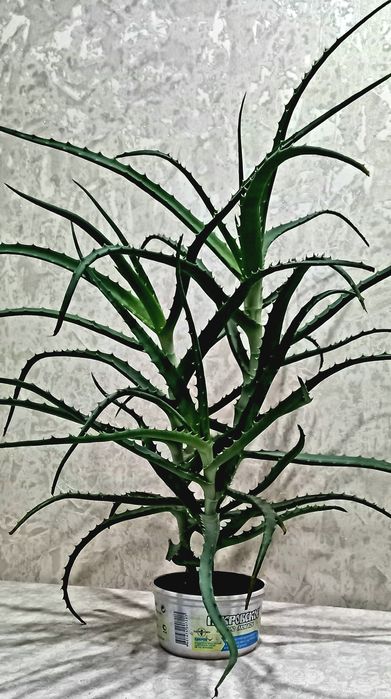 Алоэ лечебное, больше 3 лет