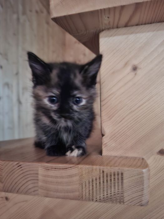 Отдадим котят в добрые руки
