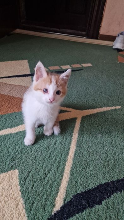Отдам котенка в добрые руки