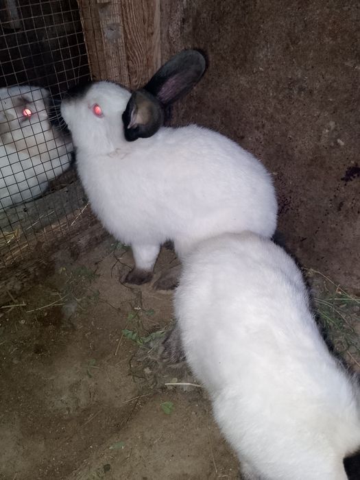 Калифорнийа куйонлар сотилади kaliforniya zotli quyon sotiladi