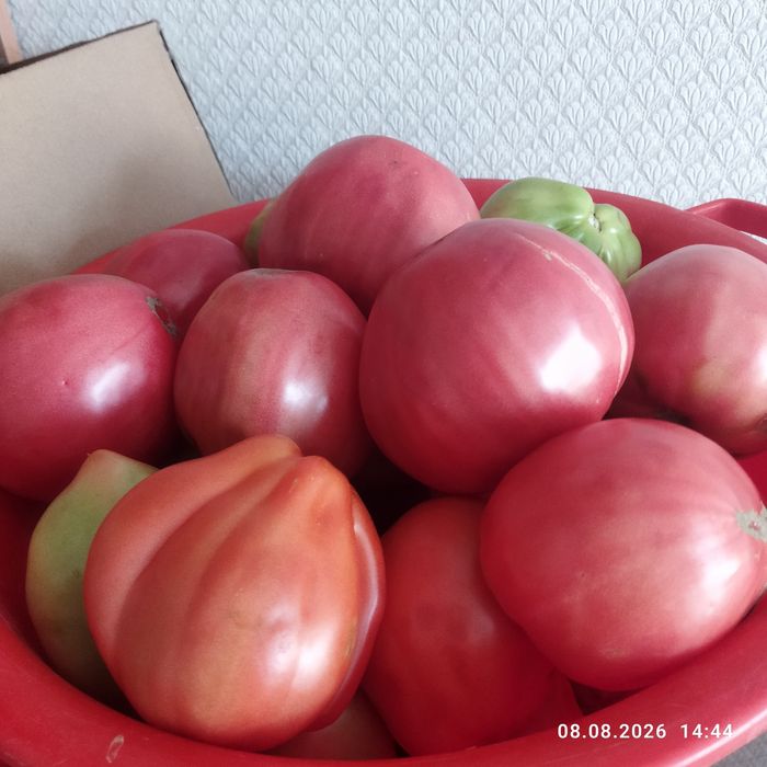 Продам крупные помидоры