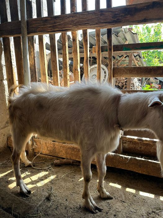 Козёл заанен битал